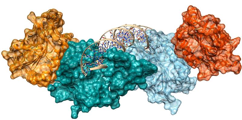 Die Illustration zeigt symbolhaft ein essentielles Protein des epigenetischen Regulationsapparats.