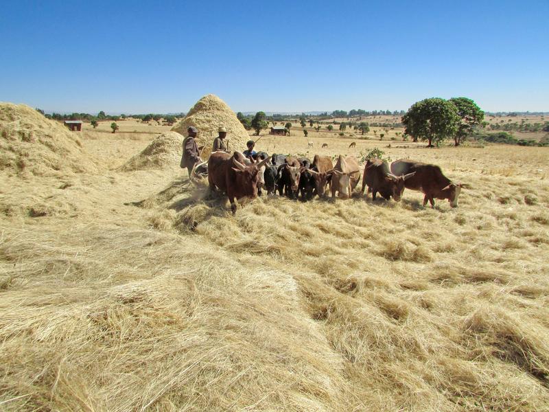 Tierprodukte wie Milch, Eier oder Fisch können das Risiko einer gravierenden Mangelernährung von Kindern in Afrika verringern. 