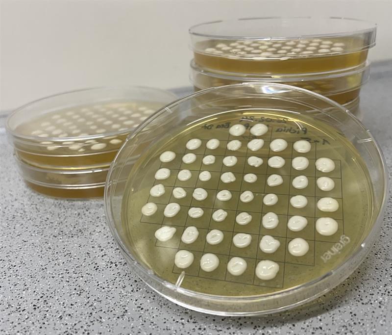 Yeasts on agar plates.