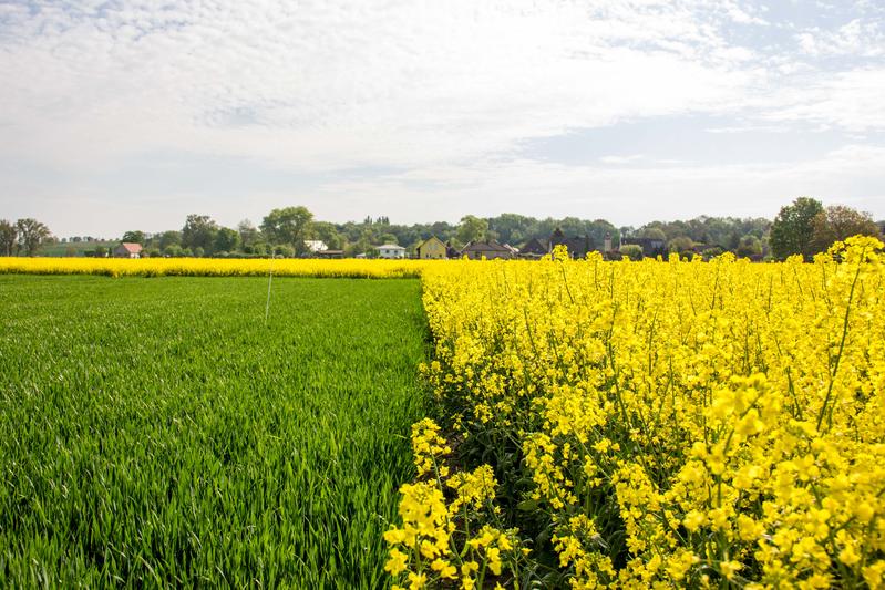 Beim Streifenanbau von Raps und Weizen wurden Insekten und Vögel erfasst und mit angrenzenden Reinkulturen verglichen.