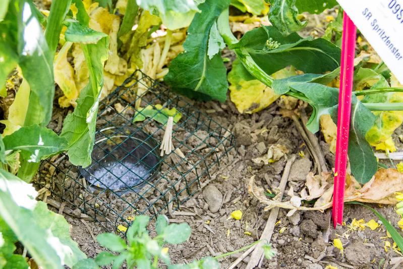 Bodenfalle für Insektenmonitoring im Streifenanbausystem von Raps und Weizen auf der Fläche eines Kooperationsbetriebs.