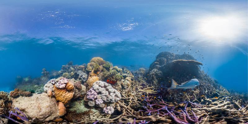 Das Great Barrier Reef ist das größte lebende Korallenriffsystem der Erde. 