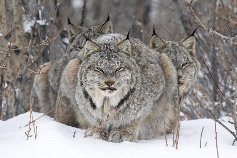 John Marriott / Wildlife Photographer of the Year