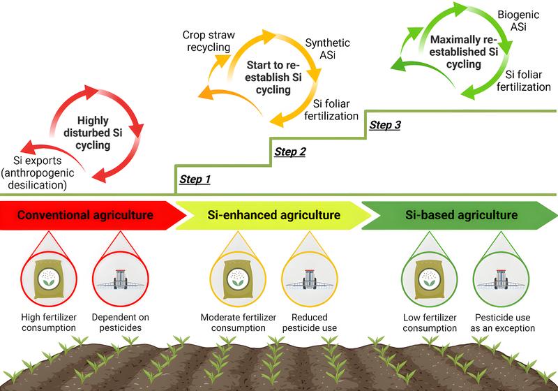 Der Weg zu einer Si-basierten Landwirtschaft.