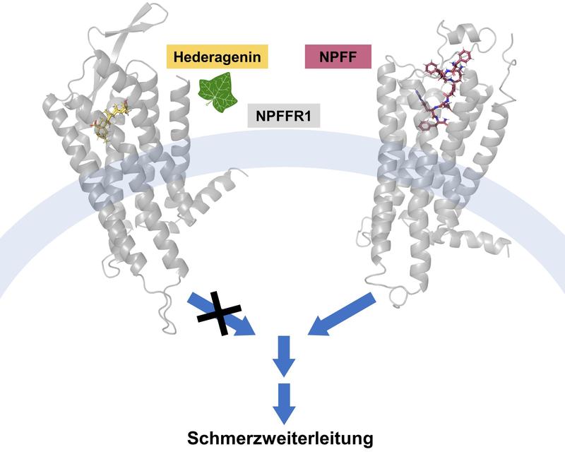 Hederagenin blocks the activation of the neuropeptide FF receptor 1, a protein found mainly in the spinal cord and areas of the brain involved in pain perception.