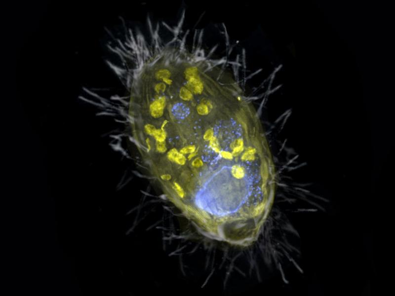 The endosymbiont and its ciliate host.