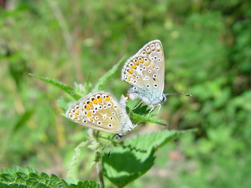 Ein Netzwerk aus 75 Malaise-Fallen erfasst Insekten aus ganz Deutschland – so wie diese Tagfalter aus der Familie der Bläulinge