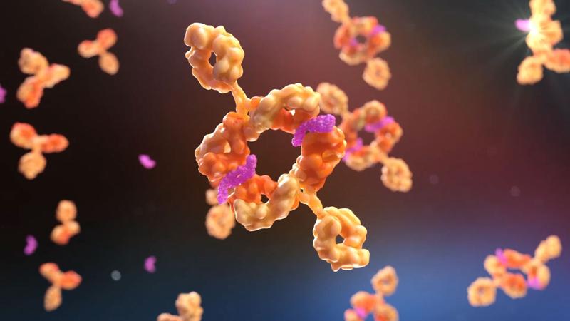 Der Antikörper Visugromab (pink) blockiert gezielt GDF-15 (orange). Durch die Neutralisierung von GDF-15 kann Visugromab das Immunsystem dabei unterstützen, Tumore effektiver anzugreifen und Resistenzen gegen Immuntherapien zu überwinden. 