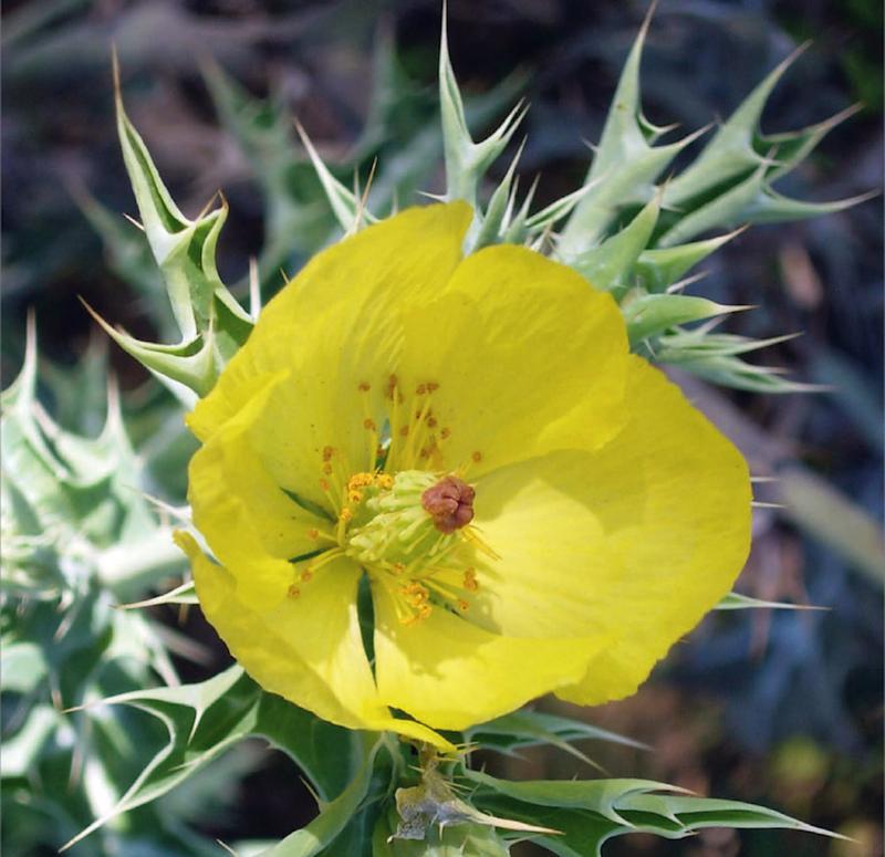 Der Mexikanische Stachelmohn (Argemone mexicana) stammt ursprünglich aus Mittelamerika, hat sich aber im Gefolge des Menschen in Afrika und anderen Kontinenten ausgebreitet. 