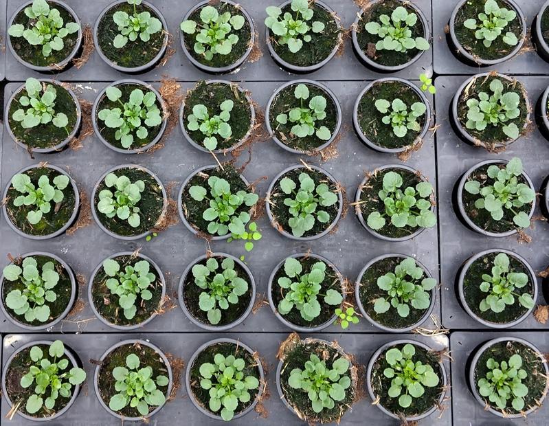 Im Forschungsprojekt „NaWaruN“ werden vom Institut für nachhaltige Wassersysteme und dem Institut für Materialwissenschaften sowie den Unternehmen Gartenbau Schinner und BWF Protec ein innovatives, nachhaltiges Substrat für den Gartenbau entwickelt. 