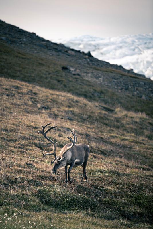 „Große Pflanzenfresser sorgen nicht nur für eine höhere Biodiversität, sondern können auch stabilere Ökosysteme schaffen“, so Bodenkundler Carsten Müller.