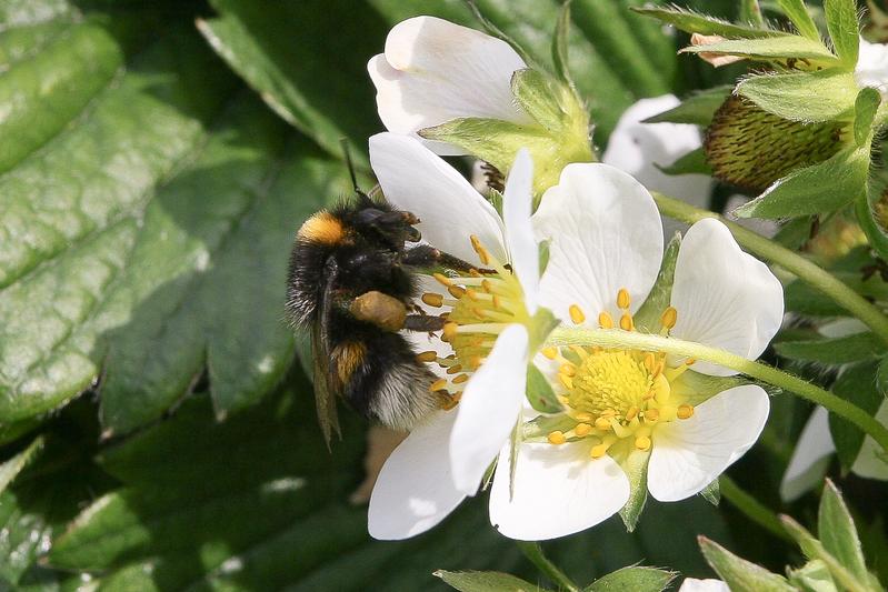 Erdhummel an Erdbeerblüten