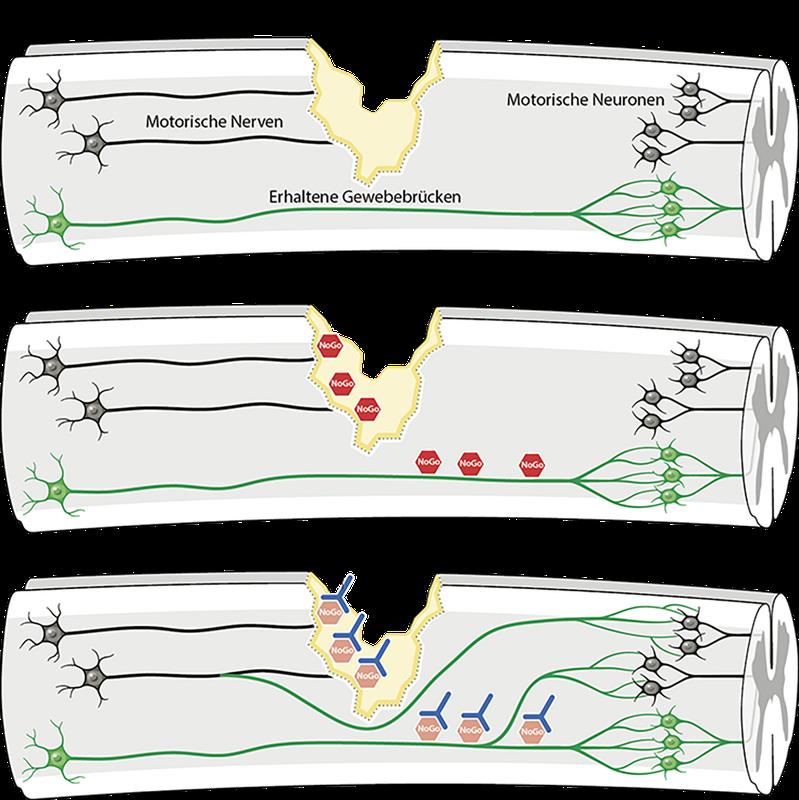 Nervenverbindungen wachsen in Rückenmarksgewebe nach