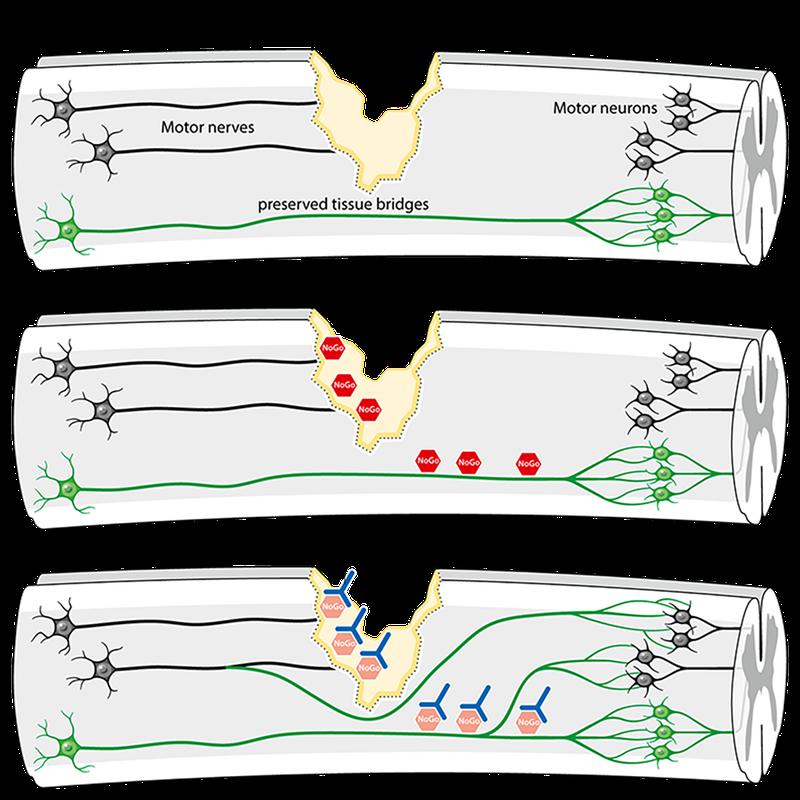 New nerve connections form