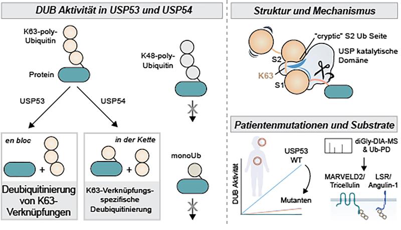 Wie die Deubiquitinasen USP53 und USP54 lange Polyubiquitinketten spalten und wie erstere mit Lebererkrankungen bei Kindern in Verbindung stehen.