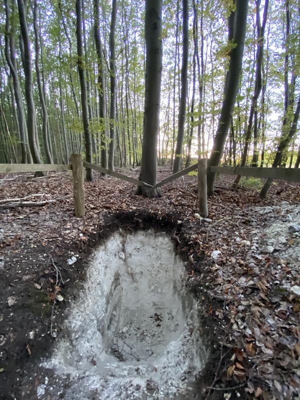 Rendzina auf Kreidekalk unter Buchenbestand; Rügen 