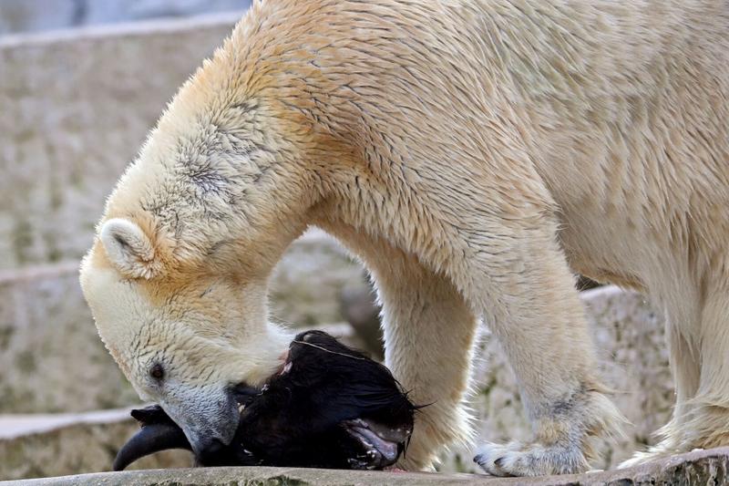 Ein männlicher Europäischer Bison (Bison bonasus) wird an einen Eisbären (Ursus maritimus) verfüttert.