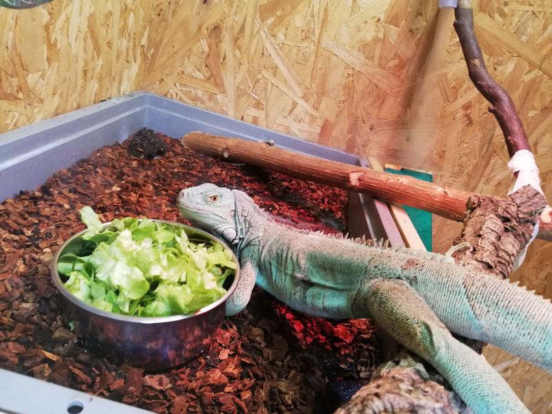 A green iguana, enjoying a bowl of salad