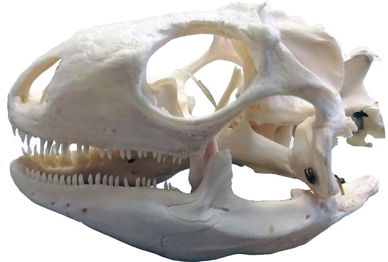 Skull of a green iguana (Iguana iguana)