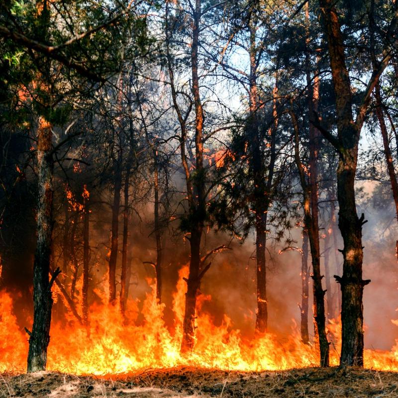 A forest on fire. 