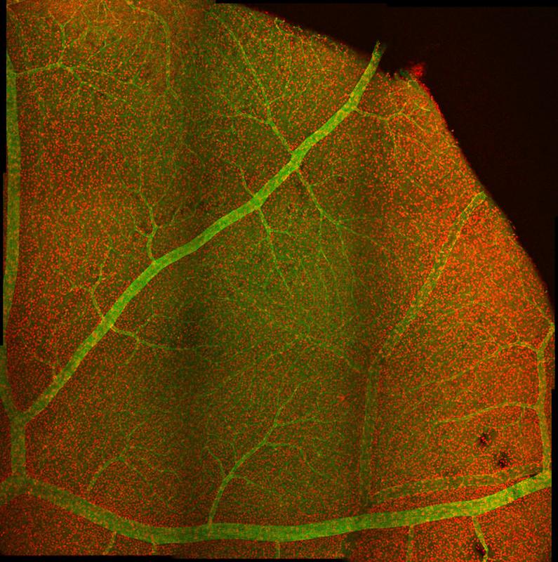 Mikroskopiebild mit Nervenzellen (rot) und Blutgefäßen (grün) in einem Netzhaut-Präparat.