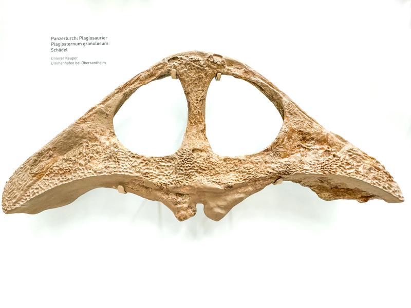 Fossil eines Schädels von Plagiosternum in der Ausstellung des Naturkundemuseums Stuttgart - Museum am Löwentor. Der Urlurch Plagiosternum überlebte mehrere Millionen Jahre länger, als bisher angenommen. 