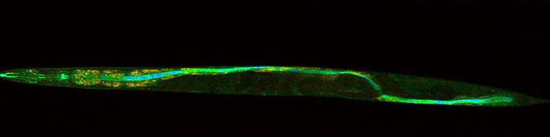 Nematode mit Malpininen