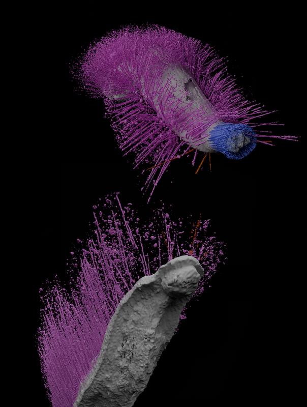 Die 430 Millionen Jahre alten Weichtier-Fossilien „Punk“ (Punk ferox, oben) und „Emo“ (Emo vorticaudum, stellen Annahmen über frühe Mollusken auf den Kopf. 