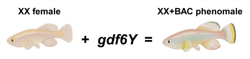 Weibliche Killifische mit XX Geschlechtschromosomen nehmen das männliche Geschlecht an (phenomale), wenn das geschlechtsbestimmende Gen gdf6Y eingebracht wird - hier mit Hilfe eines BAC. (Erstellt mit BioRender.com)