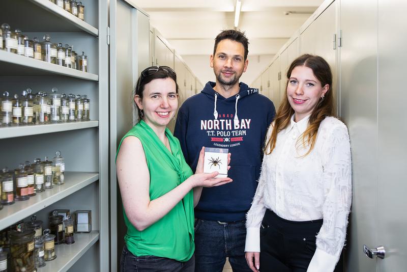 In der Hamburger Spinnensammlung des LIB sind mehrere hundert Präparate der Trichternetz-Spinne hinterlegt, hier mit (v.l.) Dr. Stephanie Loria (LIB), Dr. Danilo Harms (LIB), Svea-Celina Frank (UHH).