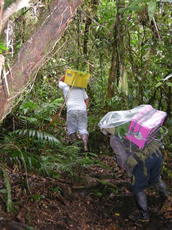 Die Verpflanzung von Baumsetzlingen im tropischen Bergwald in Südecuador.