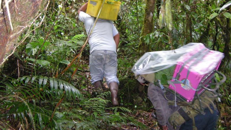 The dedicated effort of transplanting tree seedlings in the tropical montane forest.