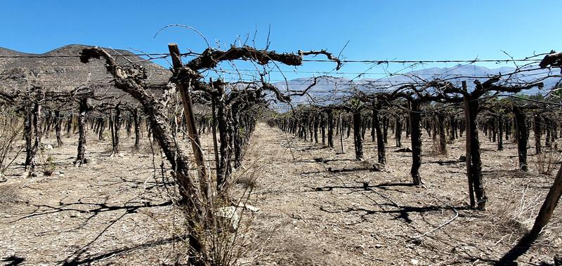 Abgestorbenen Weinreben in der Region um Los Andes im westlichen Einzugsgebiet des Aconcagua, einer Region die besonders stark von der anhaltenden Dürre in Chile betroffen ist. 