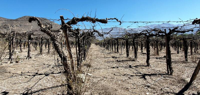 Dead vines in the region around Los Andes in the western catchment area of Aconcagua, a region that has been particularly hard hit by the ongoing drought in Chile. 