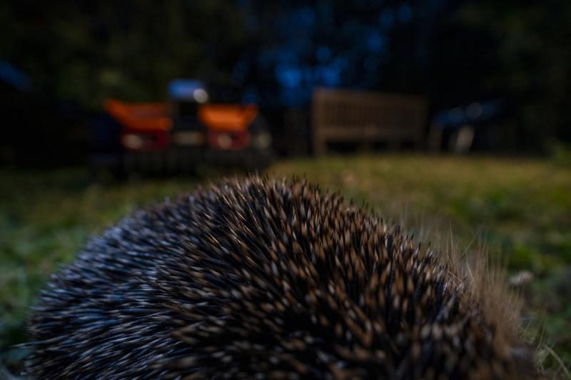 Igel und Mähroboter in einem Berliner Garten 