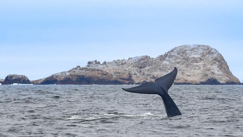 Die Genomik spielt eine wichtige Rolle für Naturschutzmaßnahmen. Diese müssen gezielt auf Populationen zugeschnitten werden. Wie beispielsweise für die neue Blauwal-Unterart, hier nahe den Farallon-Inseln vor der Küste San Franciscos fotografiert. 