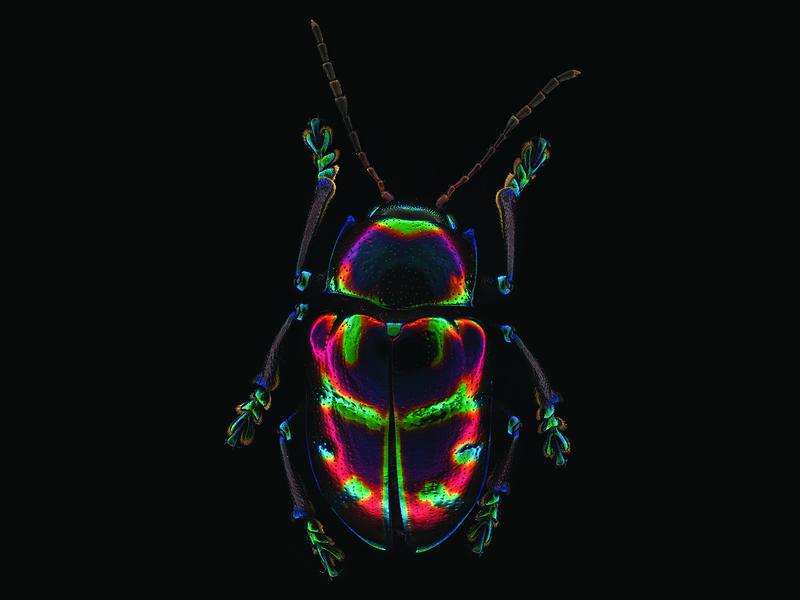 Spilopyra sumptuosa 