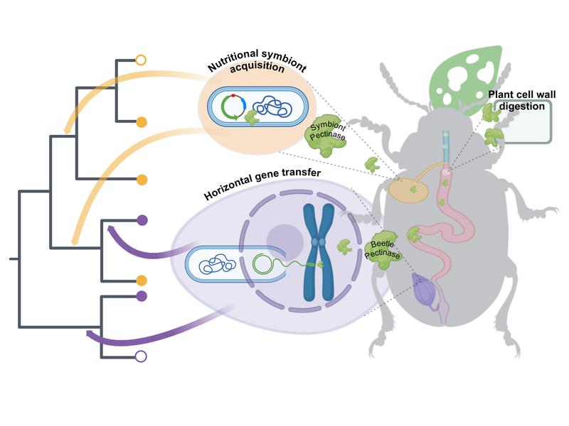 Acquisition of pectinases in leaf beetles