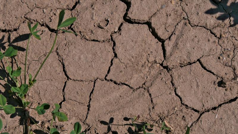  Trockenrisse im Boden (Hainich Critical Zone Exploratory)