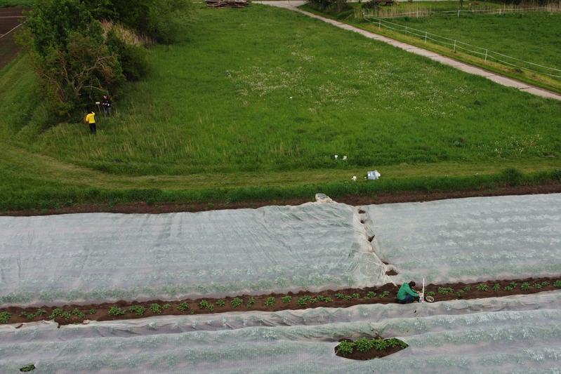 The research team takes samples in vegetable farming. 