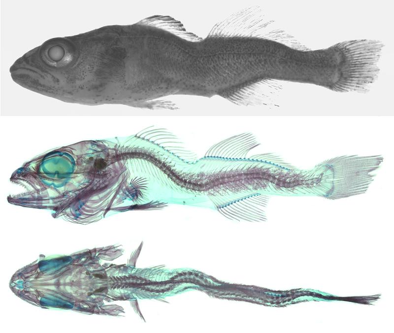 The ‘Zanderlordosis’ project funded by the EPFC Core Group. Top: pikeperch before staining, bottom: same pikeperch after the clearing and staining method. The bones are stained red and the cartilage structures blue.