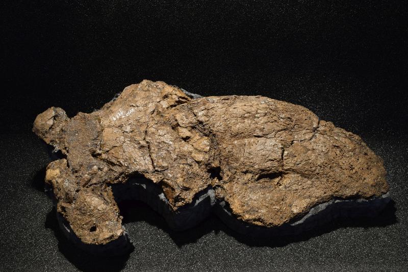 Das nahezu vollständige Schädelfossil befindet sich in der Geiseltalsammlung.