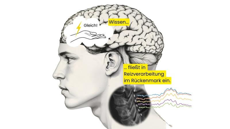 Schematische Darstellung der Erkenntnis, wie Vorwissen und Erwartungen bereits im Rückenmark die Verarbeitung sensorischer Reize beeinflussen.