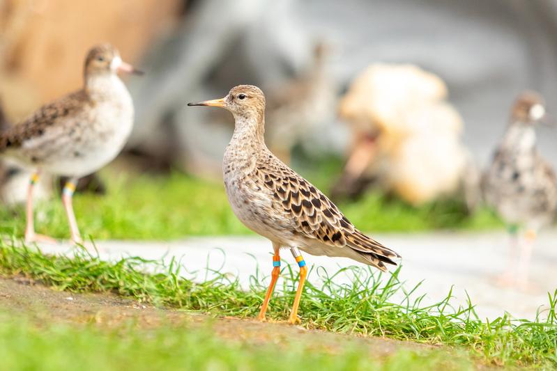 Die Faeder-Männchen sehen wie Weibchen aus und können sich unbemerkt in die Balzarena einschleichen. Ein Superenzym baut Testosteron direkt in ihrem Blut ab. So zirkuliert wenig Testosteron im Körper, im Hoden gibt es aber genug zur Spermienproduktion.