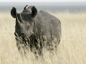 Als Ende der 70er Jahre mit dem ausbleibenden Tourismus der Serengeti Nationalpark in Finanznot geriet, schoss die Wilderei auf Nashörner in die Höhe. 