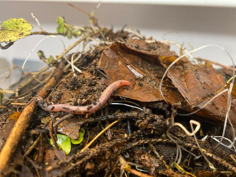 Regenwürmer tragen zu gesunden Böden und damit zu einer nachhaltigen Landwirtschaft bei. 