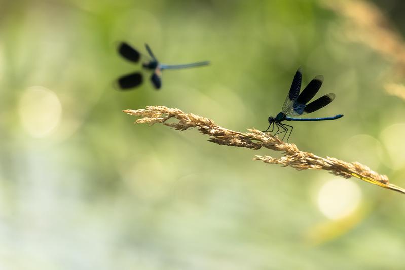 Um die Fließgewässer-Biodiversität zu schützen, sind ganzheitliche Ansätze in größerem geografischen Maßstab notwendig, die verschiedene gesellschaftliche Akteur*innen einbeziehen.