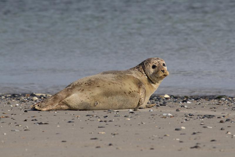 Seal at the beach