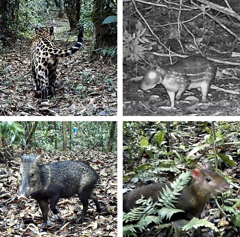 Diese Säugetiere hat das Würzburger Forschungsteam im südperuanischen Regenwald mit Kamerafallen fotografiert (von links oben im Uhrzeigersinn): ein Jaguar, ein Paka, ein Aguti und ein Nabelschwein.