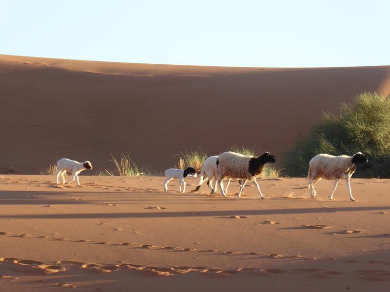 Schafe in arider Landschaft, südöstliches Marokko 